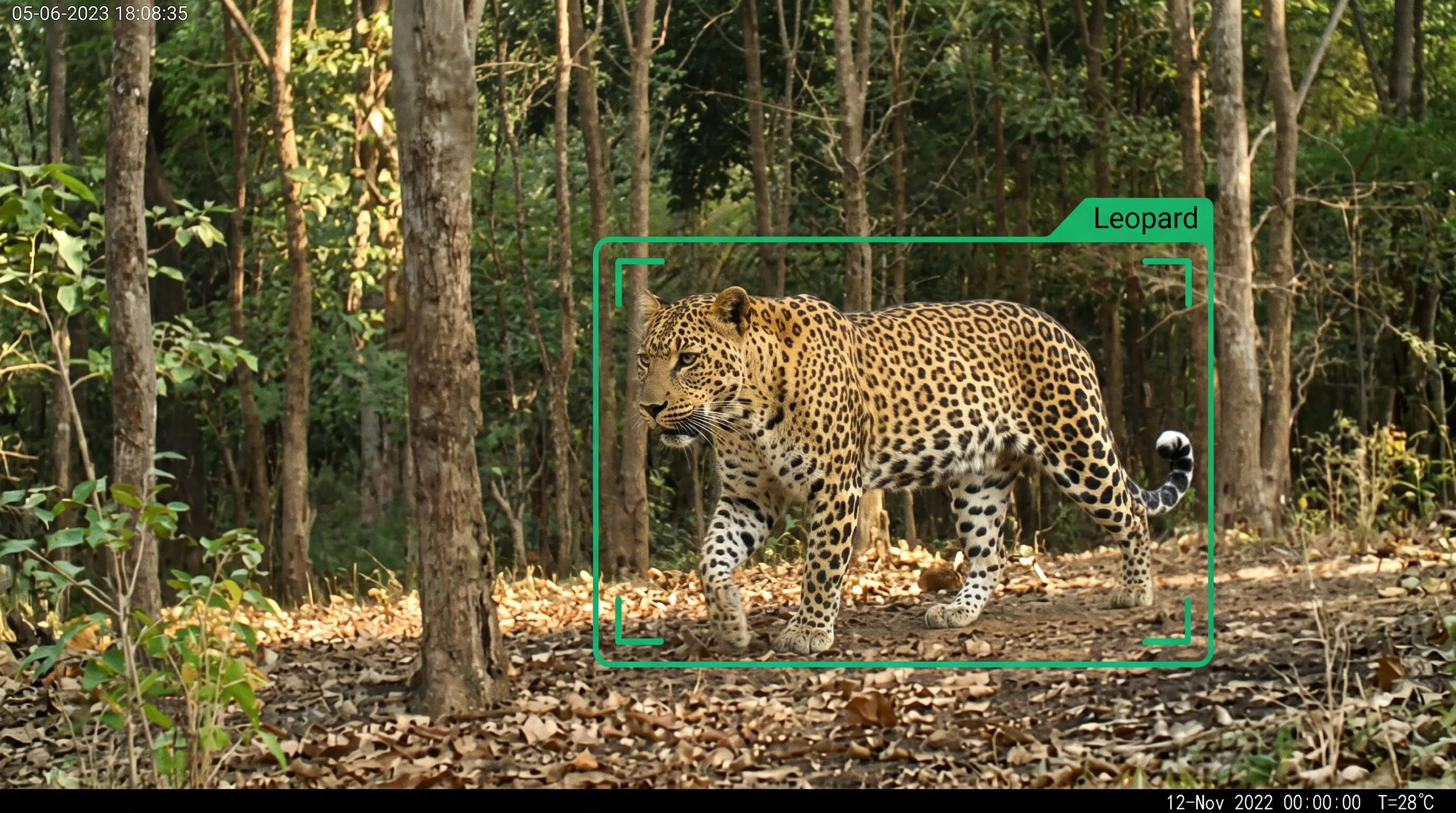 Camera trap AI classifying animal species for a biodiversity survey